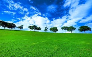257036__trees-grass-field-green-wallpaper-nature-landscape-view_p